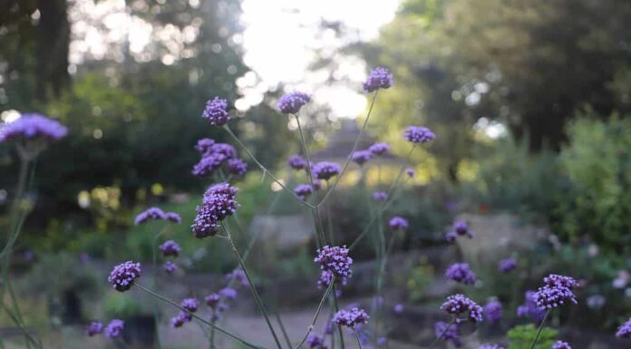 Fiori selvatici di lavanda al Quail Hollow State Park