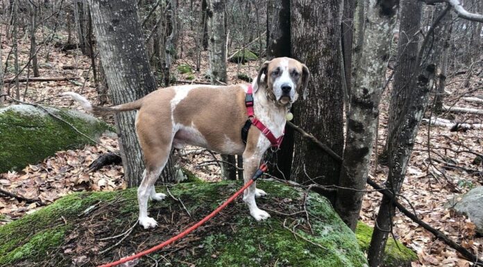 Escursione del Coonhound americano
