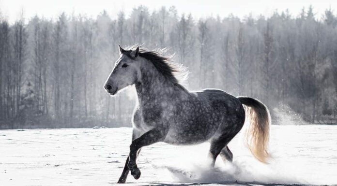 Cavallo andaluso grigio pezzato (PRE) al galoppo nella neve in inverno.