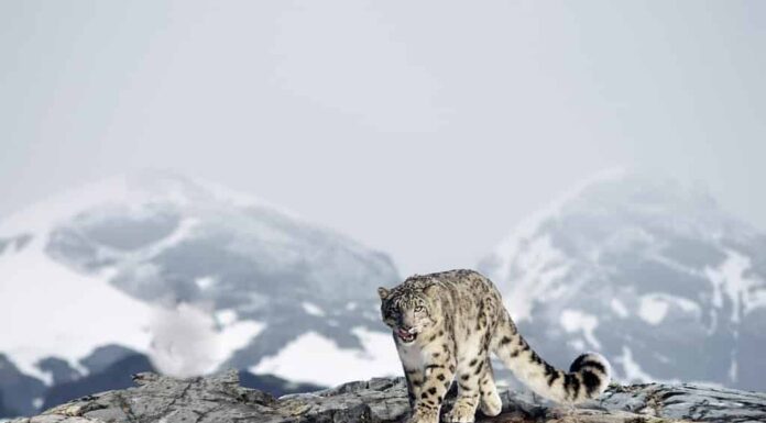 Leopardo delle nevi tra le montagne innevate