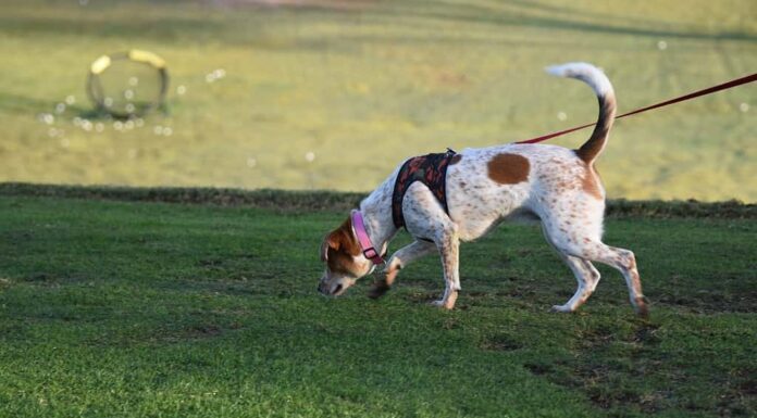 Cane che annusa il terreno sulle tracce di un profumo