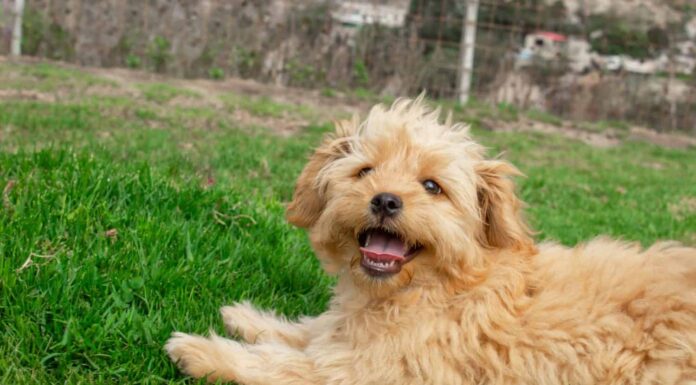 Il mini cucciolo di cane Goldendoodle cammina all'aperto su un prato verde 