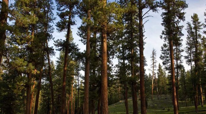Alti e maestosi pini Ponderosa che mostrano la corteccia rossa e ruvida per cui sono famosi in un ambiente di foresta aperta