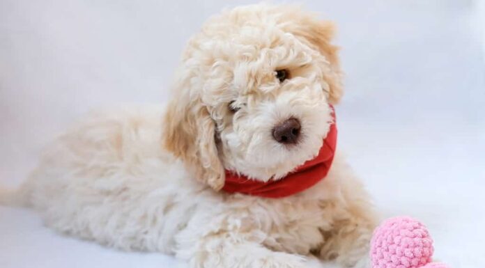 Un simpatico e divertente cucciolo di cane San Valentino lagotto romagnolo amante con un morbido cuore rosso.  Concetto di San Valentino, cartolina.