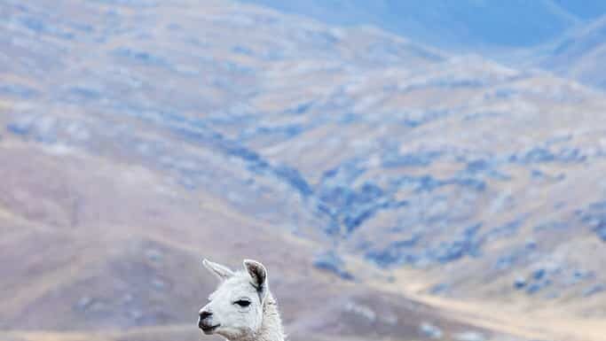 bellissimo lama in un pascolo in montagna