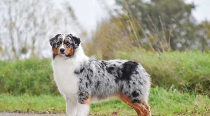 Il cane pastore australiano sta lateralmente in piena crescita e guarda la telecamera