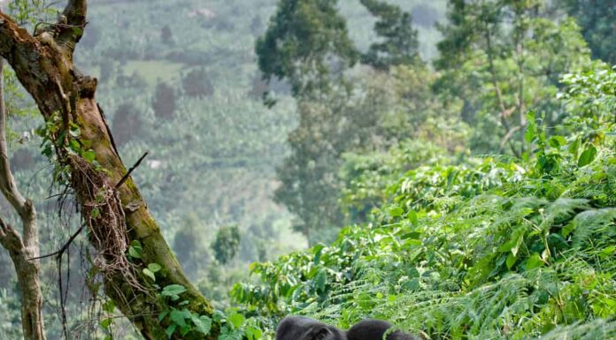 Gorilla di montagna maschio dominante nell'erba.  Uganda.  Parco nazionale della foresta impenetrabile di Bwindi.