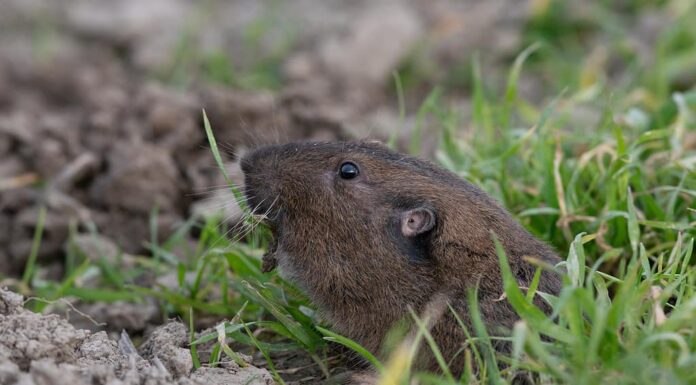 Pocket Gopher mangia/nutrendosi di erba con la testa che spunta fuori dalla tana