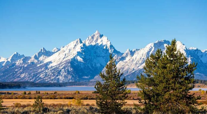 Alberi e cespugli nella zona di Willow Flats con lo sfondo del Grand Teton e del Monte Moran in una giornata di sole.