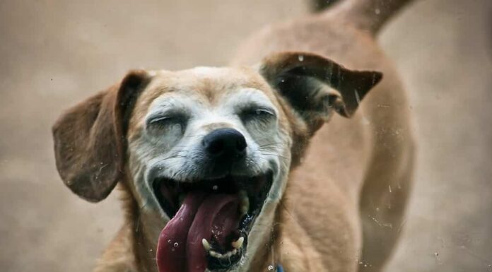 Guarda quanto diventano grandi i Chiweenies adulti