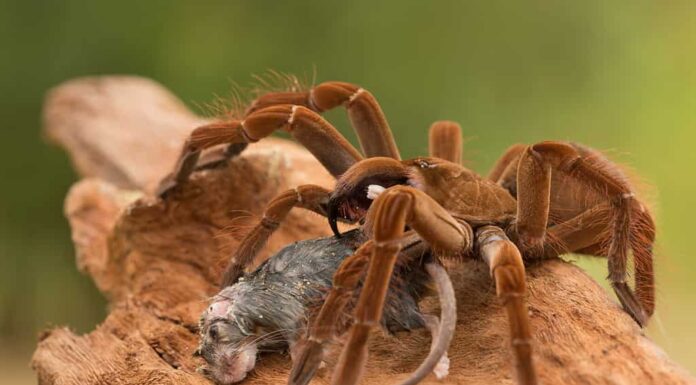 Il mangiatore di uccelli Golia (Theraphosa blondei) appartiene alla famiglia delle tarantole Theraphosidae.  Trovato nel nord del Sud America, è il ragno più grande del mondo per massa e dimensioni
