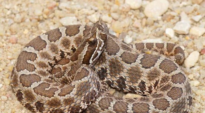 Serpenti mortali - Serpente a sonagli di Massasauga del deserto (occidentale), Sistrurus catenatus edwardsi, arrotolato e pronto a colpire
