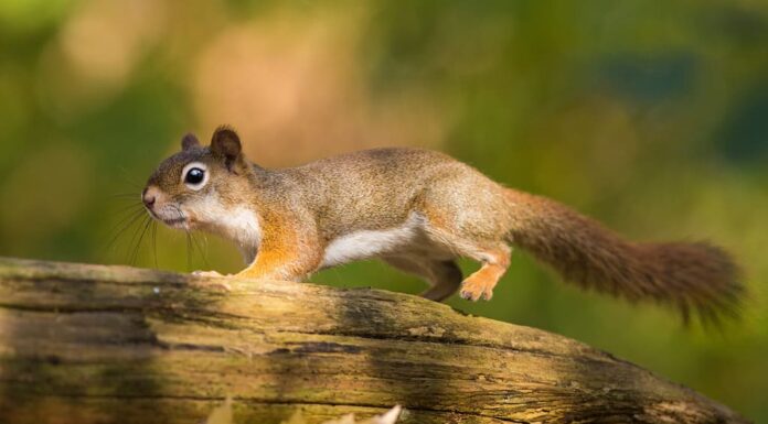 Scoiattolo rosso americano in azione