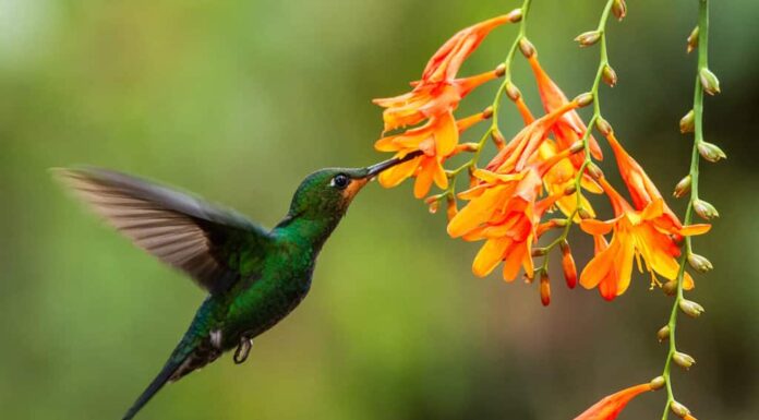 Brillante dalla corona verde, Heliodoxa jacula, in bilico accanto al fiore d'arancio, uccello della foresta tropicale di montagna, Panama, bellissimo colibrì che succhia il nettare dal fiore, scena della fauna selvatica, natura
