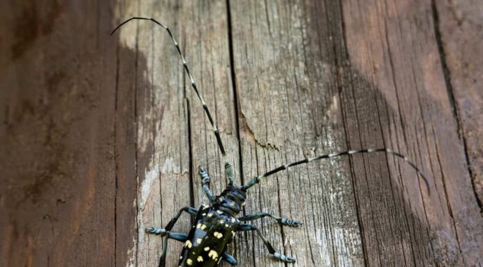 Lo scarabeo asiatico dalle lunghe corna (Anoplophora glabripennis), noto anche come scarabeo del cielo stellato o ALB, è originario della Cina orientale e della Corea.