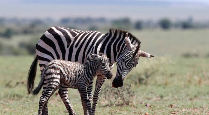 Madre zebra (Equus quagga burchellii) con il suo neonato.  Primi passi nella vita.  Parco Nazionale Masai Mara.  Kenia.