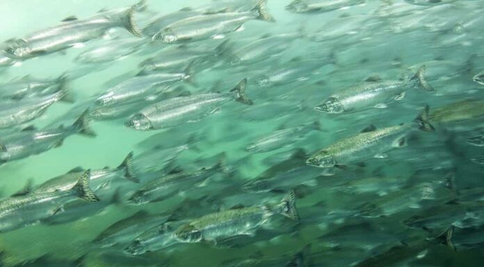 I salmoni viaggiano in grandi banchi mentre migrano dall'oceano alle acque dolci per deporre le uova.