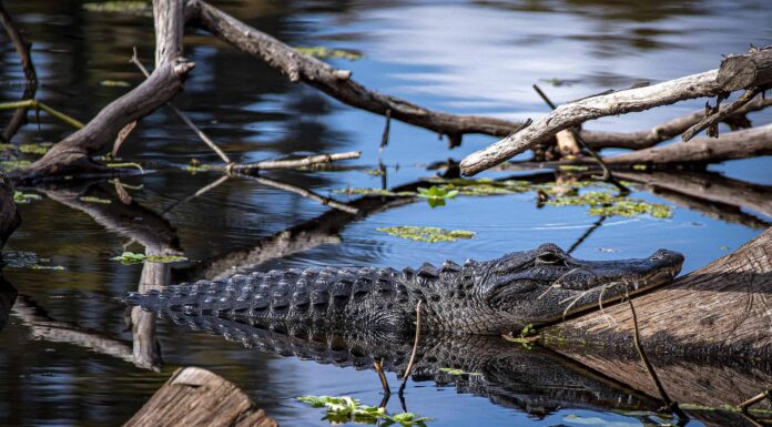 Ritratto di un alligatore a Lettuce Lake Park, Florida
