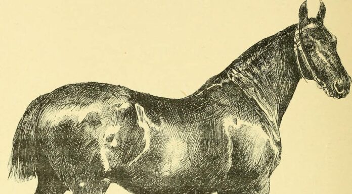 Cavallo di Oldemburg