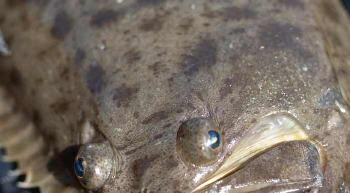 Occhi asimmetrici di un Halibut della California