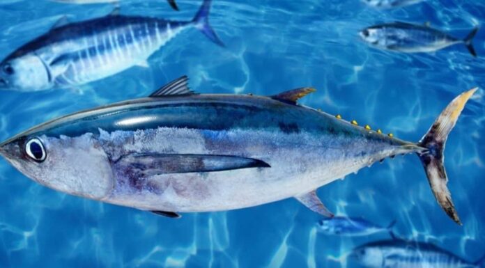 Tonno bianco, Thunnus alalunga, tra la scuola di tonno rosso