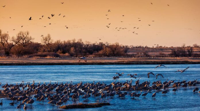 7 marzo 2017 - Grand Island, Nebraska - FIUME PLAtte, gru sandhill migratorie sorvolano il campo di mais come parte della loro migrazione primaverile dal Texas e dal Messico, dal nord al Canada, dall'Alaska e dalla Siberia.
