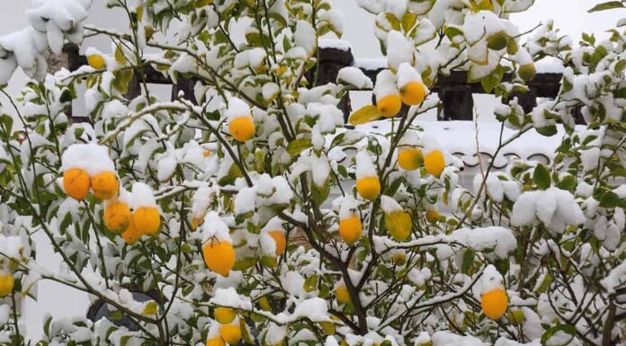Particolare dell'albero di limone sotto la neve