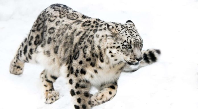 Leopardo delle nevi che corre nella neve