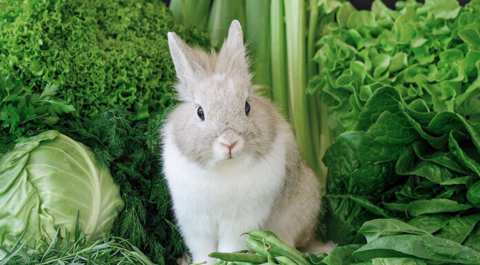 Coniglio decorativo su uno sfondo verde.  Simpatico coniglietto soffice seduto vicino a un'insalata di lattuga romana, cavolo, aneto, prezzemolo, insalata di quercia, mais, asparagi e spinaci.  Vari alimenti biologici naturali per vegani