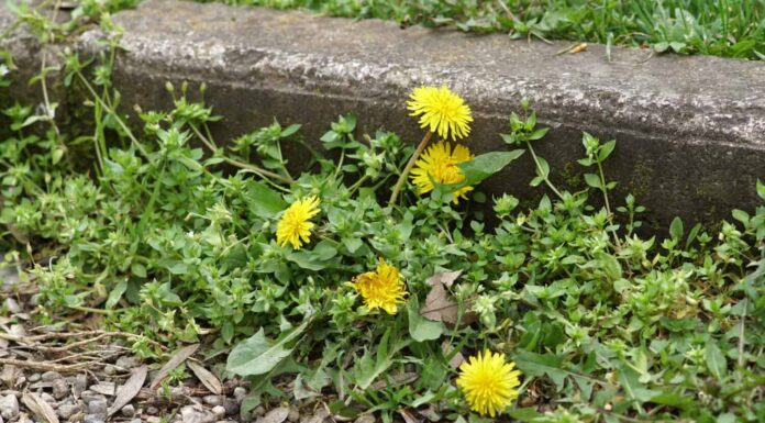 Erbacce che crescono su un cortile (dente di leone ed erba)