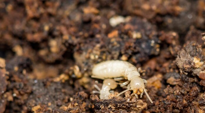 Termite sotterranea orientale - Reticulitermes flavipes