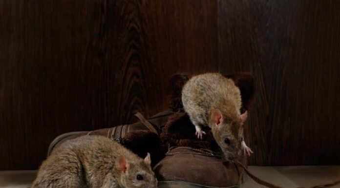 Due ratti su una scarpa