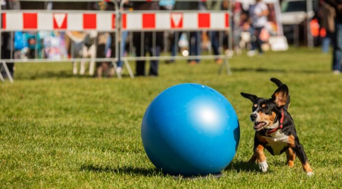 Entlebucher Mountain Dog, sta giocando con la palla grande, treibball
