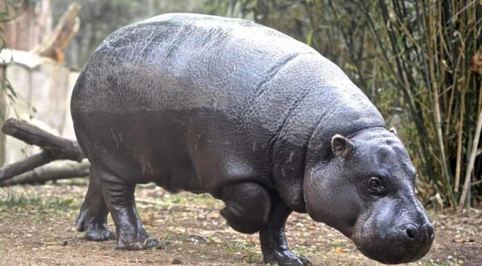 Ippopotamo pigmeo