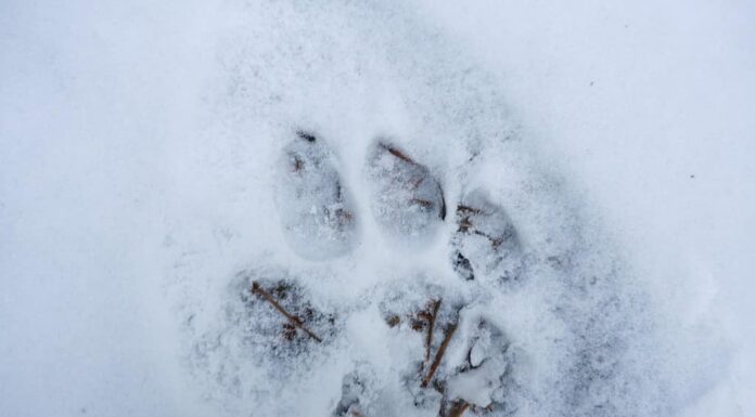 Una coppia californiana cattura il video di un leone di montagna che insegue un cervo nel loro cortile
