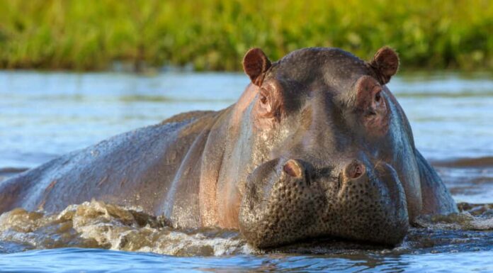 Ippopotamo che emerge dall'acqua