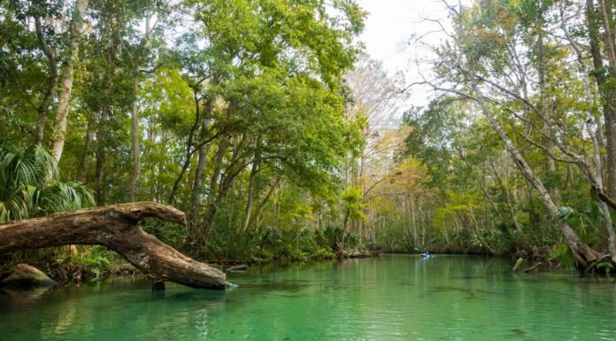 Donna sul paddle board gonfiabile in un parco.  Fiume e foresta calmi verdi.  Vacanza sul fiume.  Sport acquatico.  Weeki Wachee, Florida, Stati Uniti.  