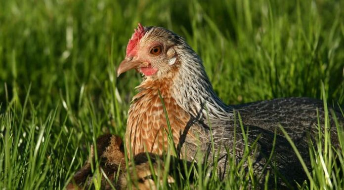 Antico gioco inglese Gallina con pulcini