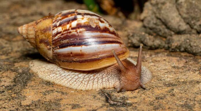 Lumaca terrestre africana gigante (Achatina fulica), Tsingy de Bemaraha, fauna selvatica del Madagascar