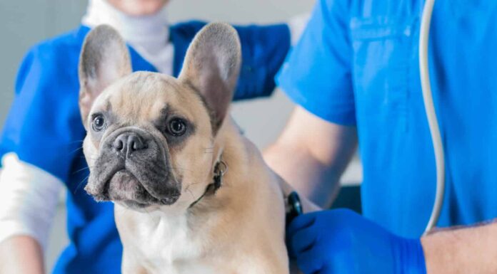 Bulldog francese in una clinica veterinaria.  Due medici lo stanno visitando.  Concetto di medicina veterinaria.  Cani di razza.  Tecnica mista