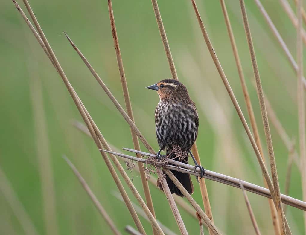 Il passero giovanile dalla gola bianca o dal mare si è appollaiato su una pianta essiccata o su una canna nel Parco statale di Fontainebleau, Louisiana