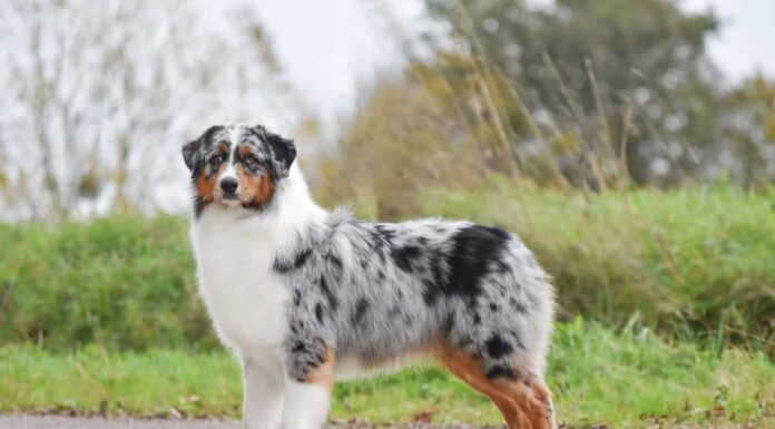 Il cane pastore australiano sta lateralmente in piena crescita e guarda la telecamera