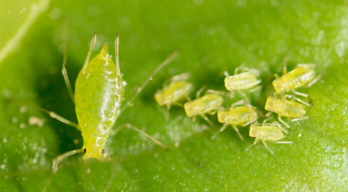Sapone insetticida (afide).