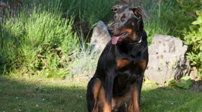 Beauceron riposa nell'erba