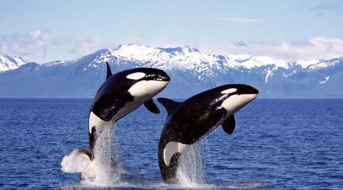 BALENA ASSASSINA Orcinus orca, COPPIA SALTANDO, CANADA