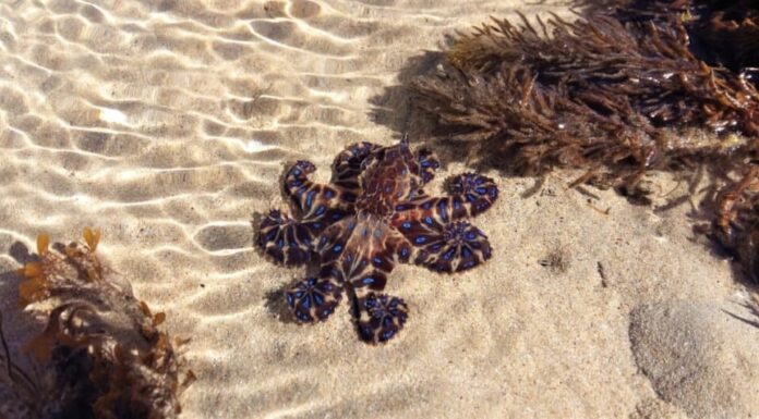 Vivace polpo dagli anelli blu con tentacoli arricciati, che si gode il sole in una giornata estiva mentre si trova in una pozza di marea poco profonda a Point Lonsdale