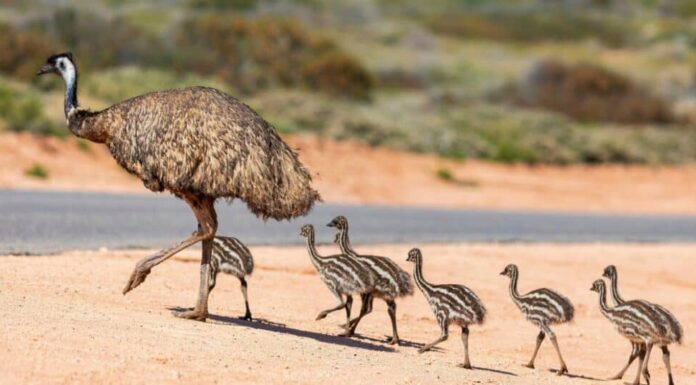 Padre con il bambino emù