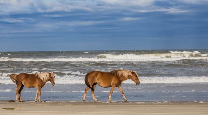 Outer Banks, Carolina del Nord, Stati Uniti