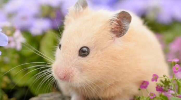 Primo piano del criceto siriano