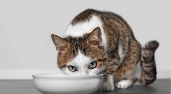 ciotole per cibo per gatti